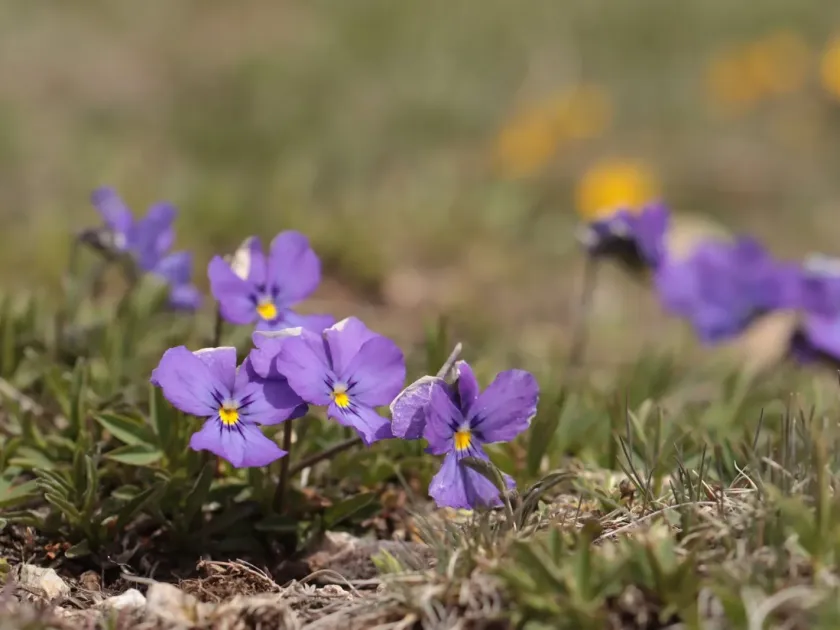 Spur violet