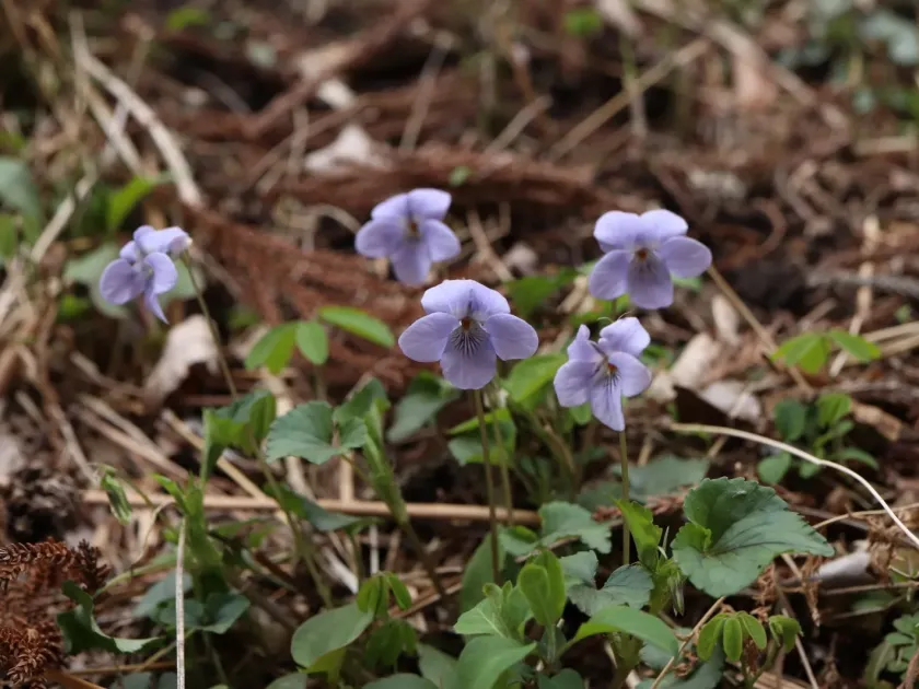 Hook-spurred violet