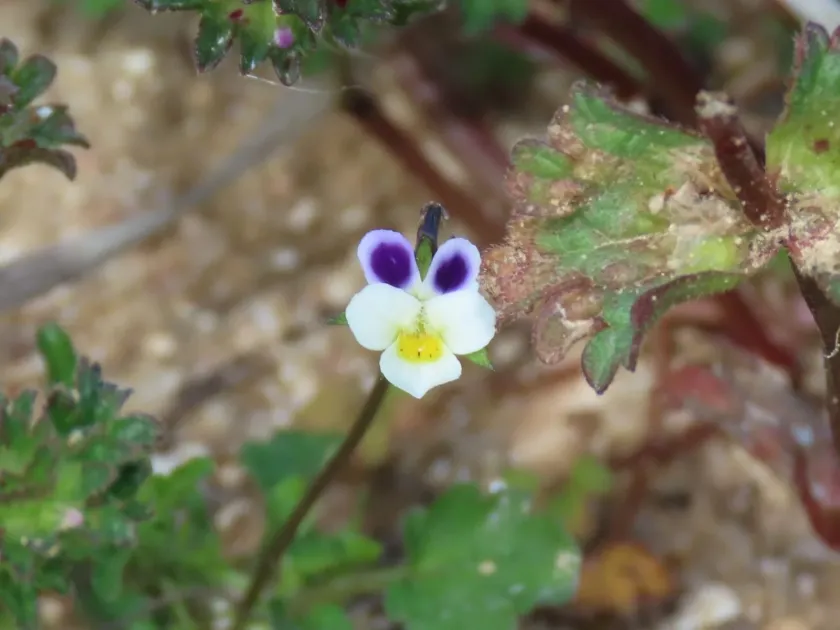 Viola kitaibeliana