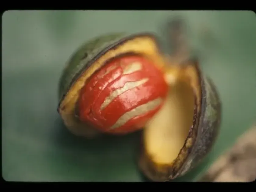 Virola calophylla