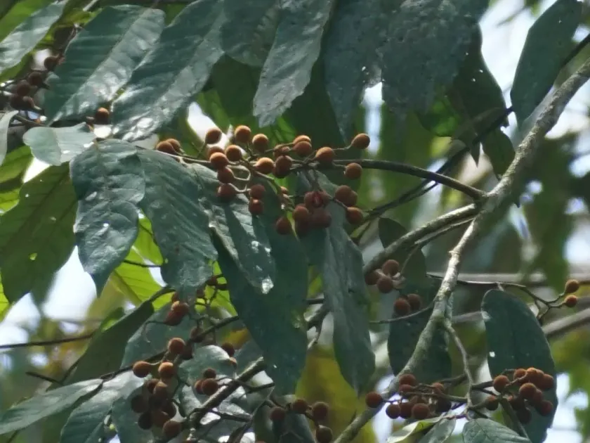 Virola sebifera