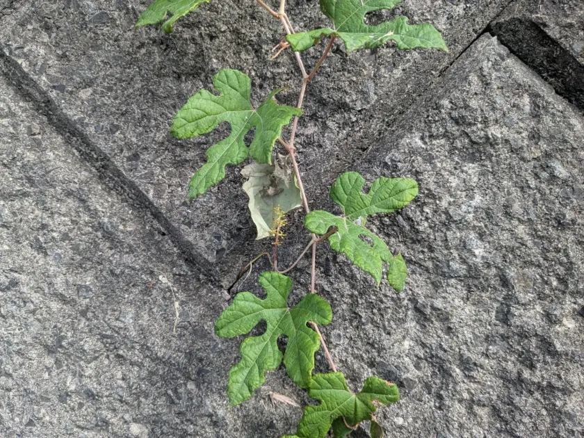 Thunberg's grape