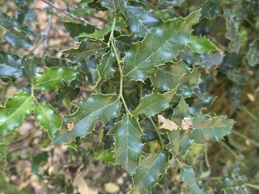 Villaresia mucronata