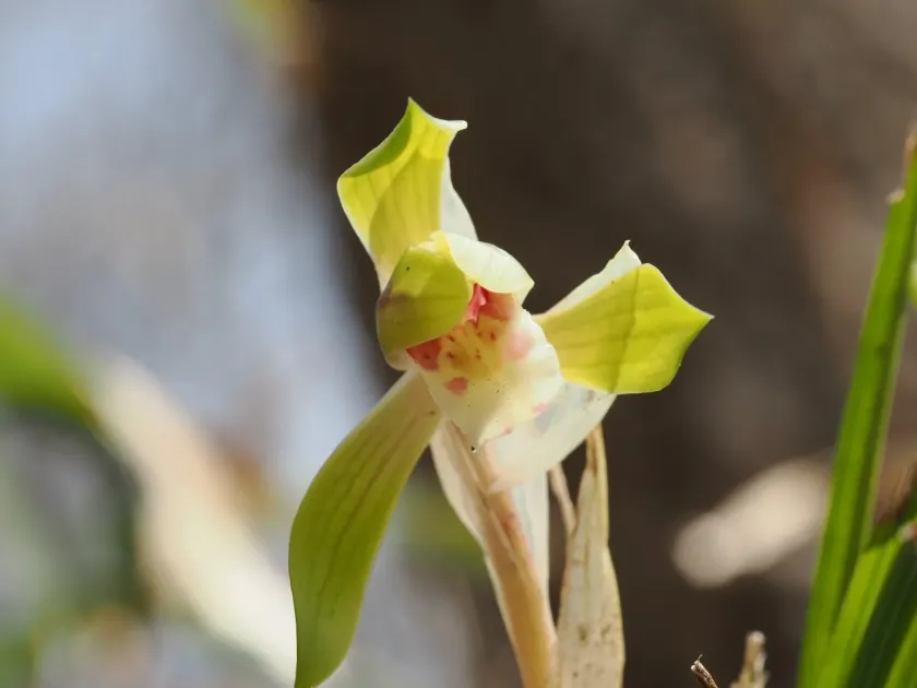 Cymbidium goeringii