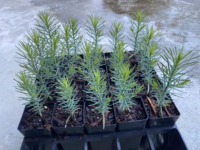 Mulanje cedar