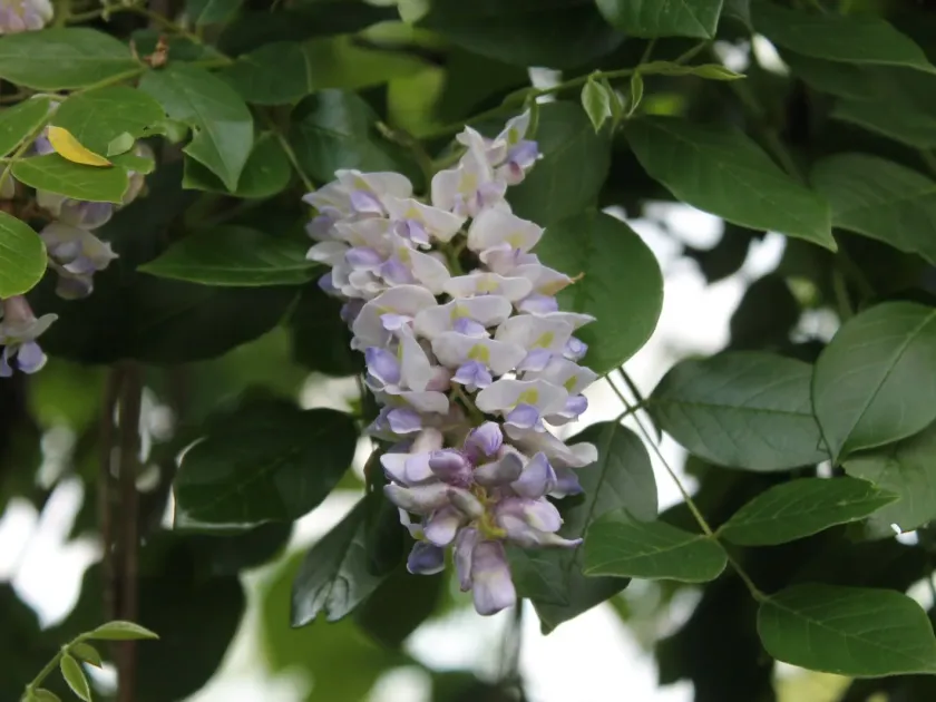 Kentucky wisteria