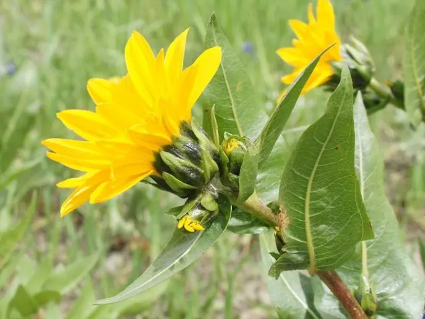 Wythia amplexicaulis