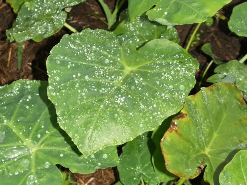Xanthosoma brasiliense