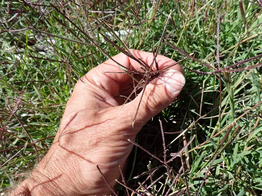 Bermuda grass