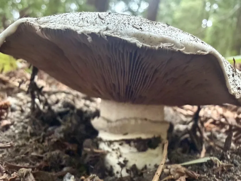 Agaricus bitorquis