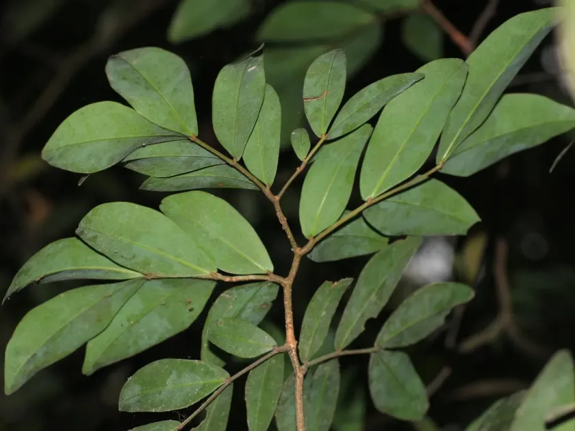 Cynometra iripa