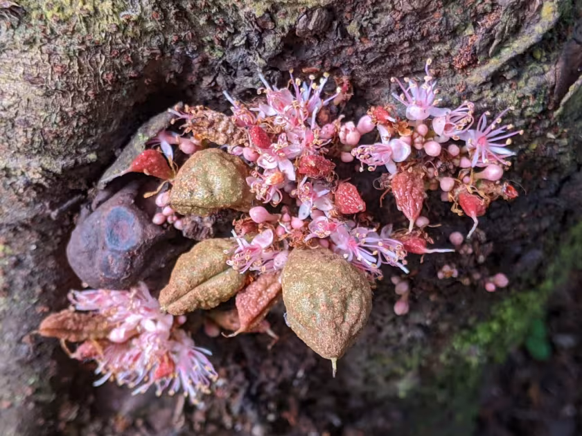 Cynometra cauliflora