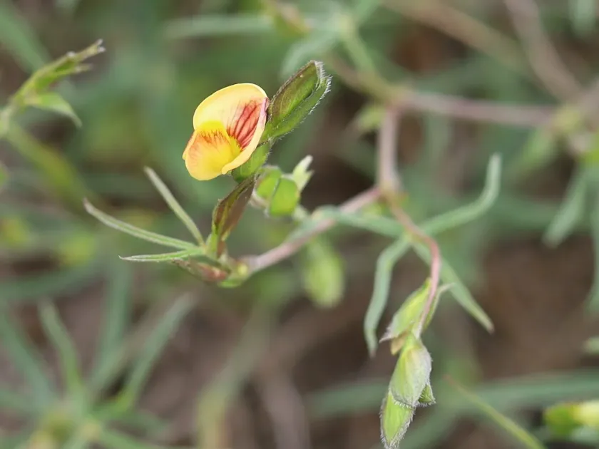 Zornia linearis