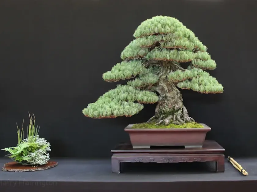 Japanese white pine