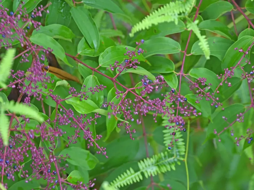 Miconia minutiflora