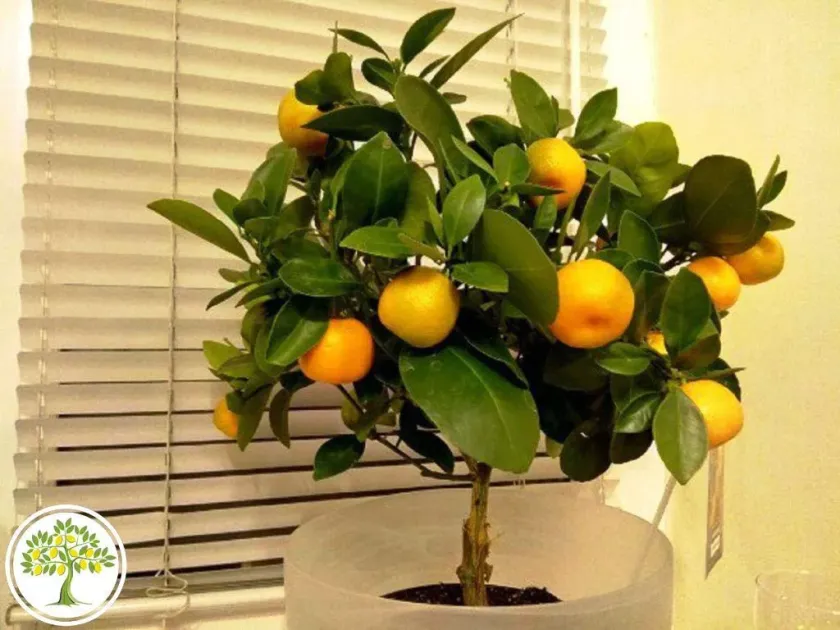 Willowleaf mandarin
