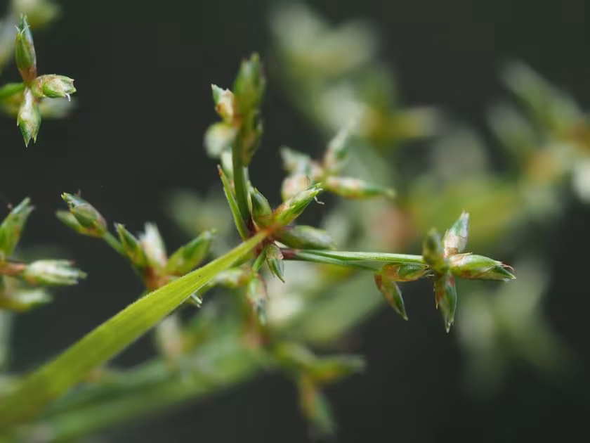 Spreading Cyperus