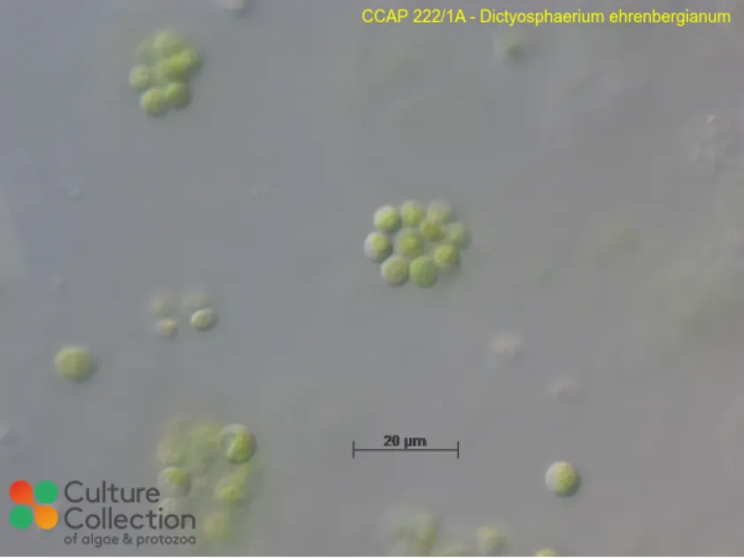 Dictyosphaerium ehrenbergianum