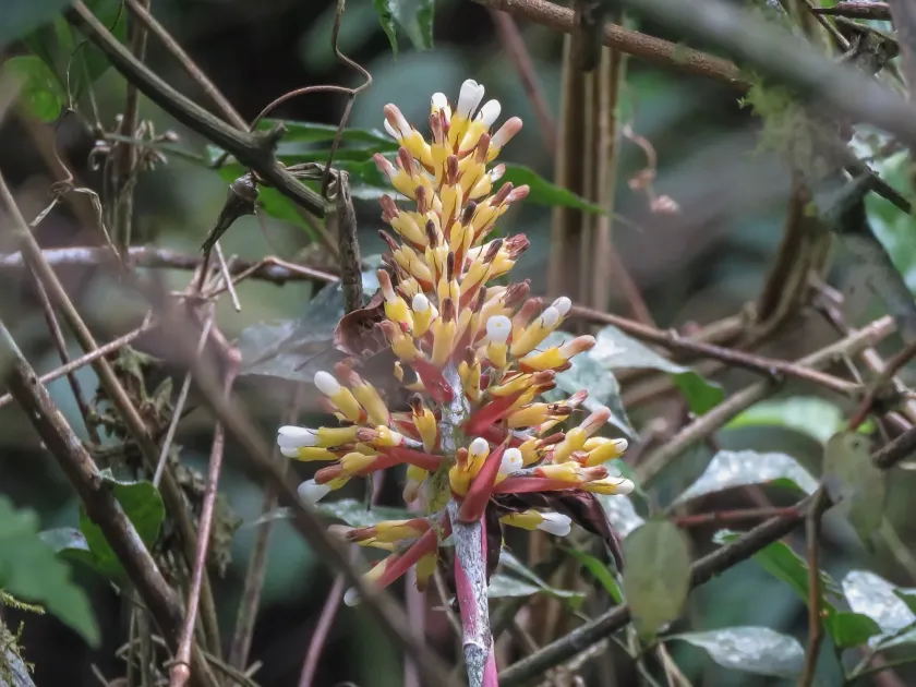 Aechmea candida