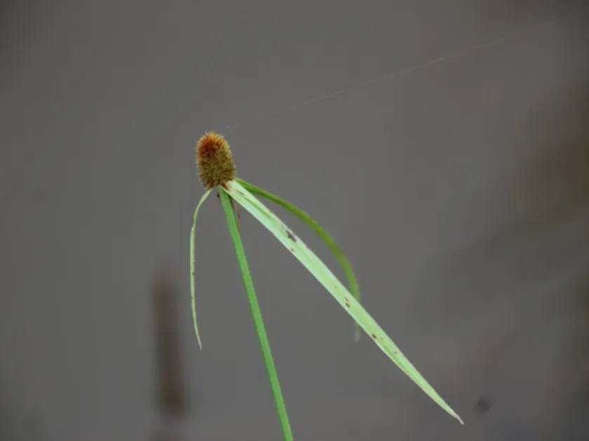Black-seeded flatsedge