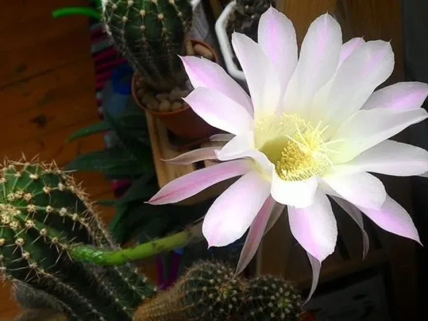 Echinopsis oxygona