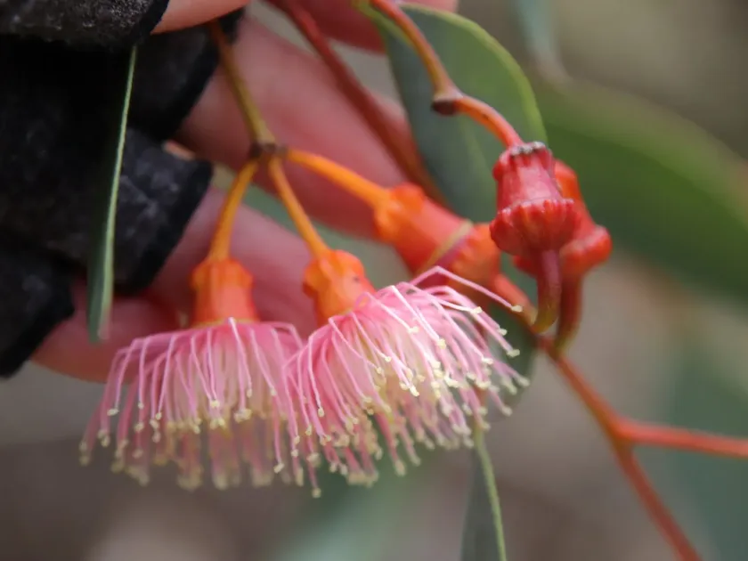 Coral gum