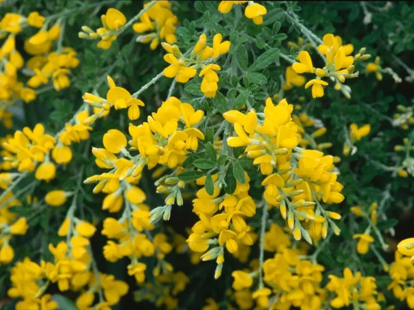 Genista spachiana