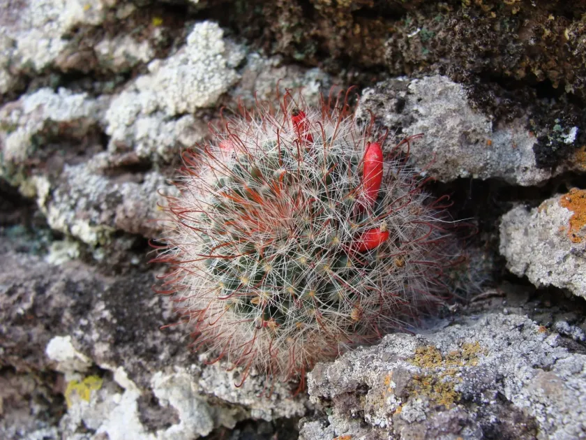 Mammillaria crinita