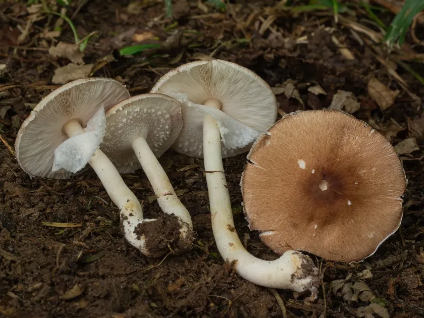 Almond mushroom