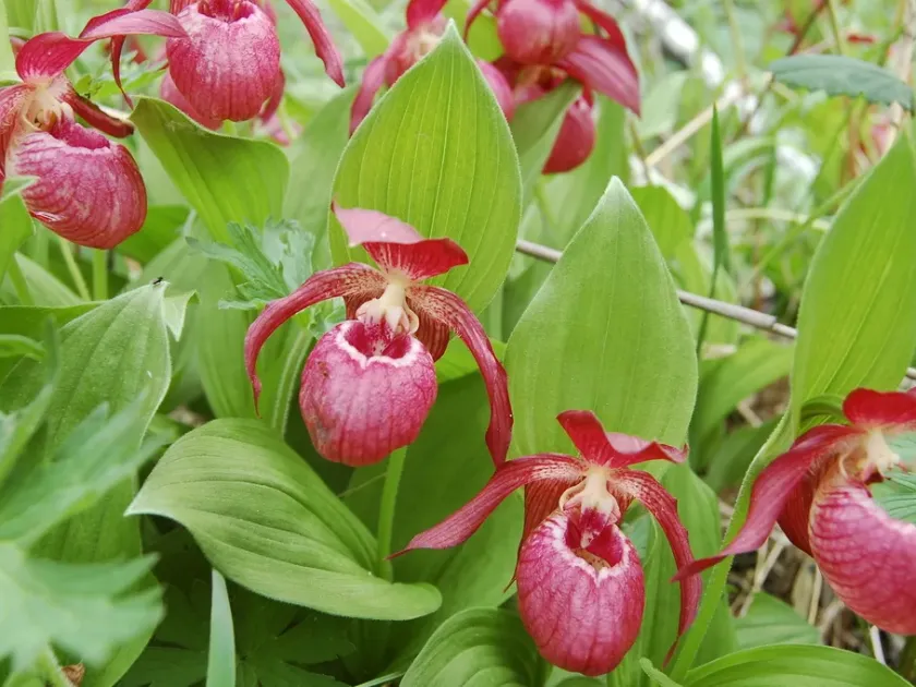 Lady's slipper orchid