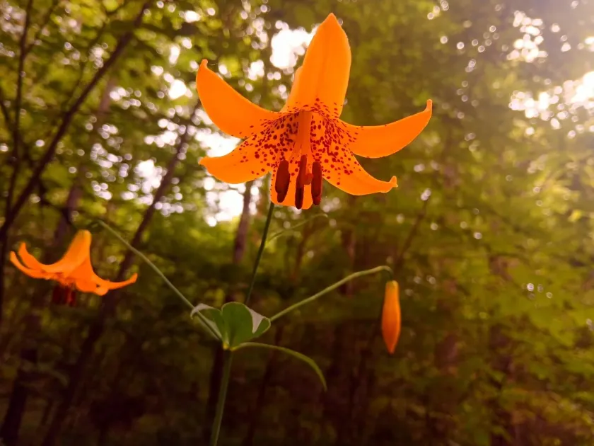Canada lily