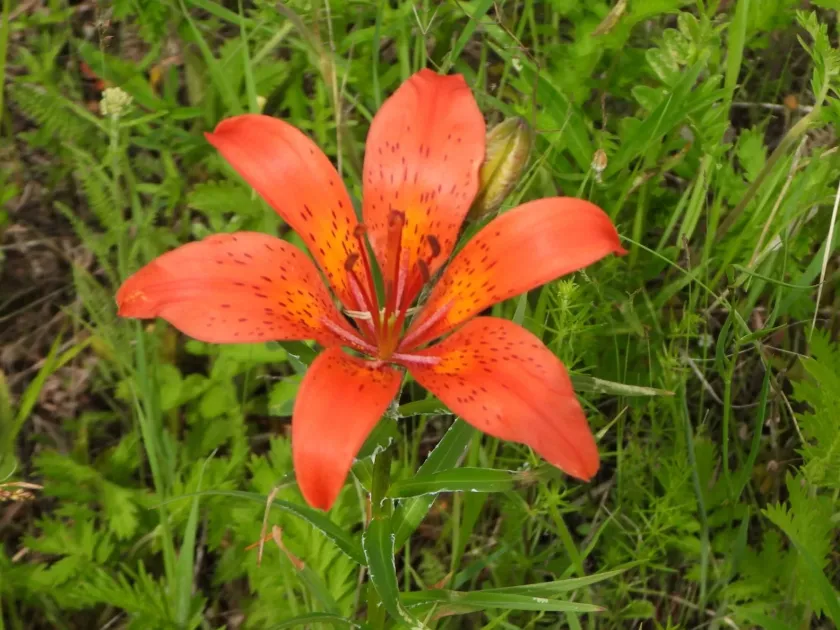 Daurian lily