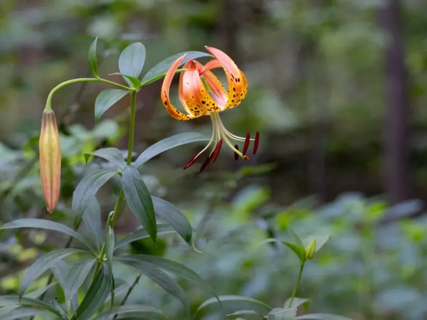 Swamp lily