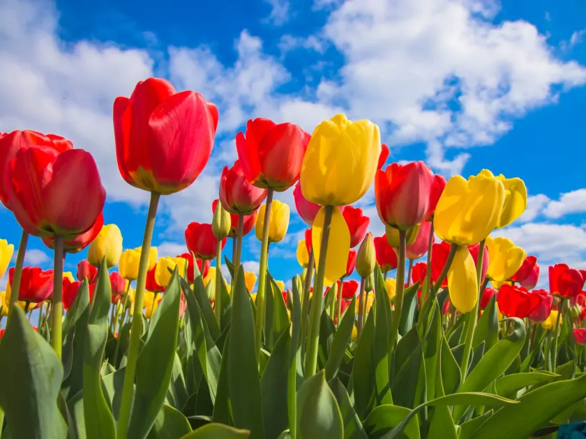 Hybrid tulip