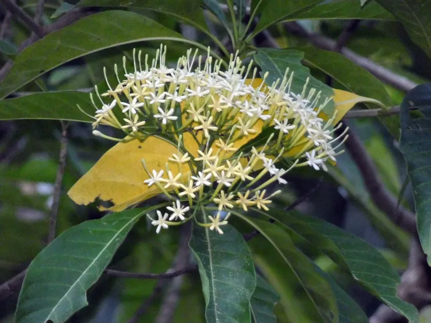 Tarenna dallachiana