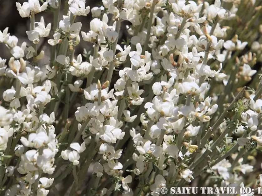 Fragrant broom