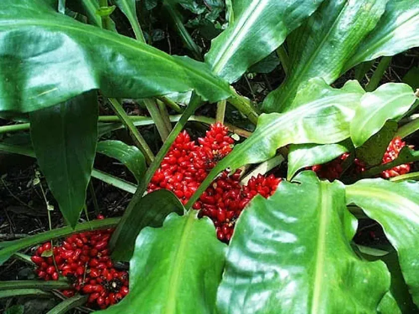 Palisota elizabethae