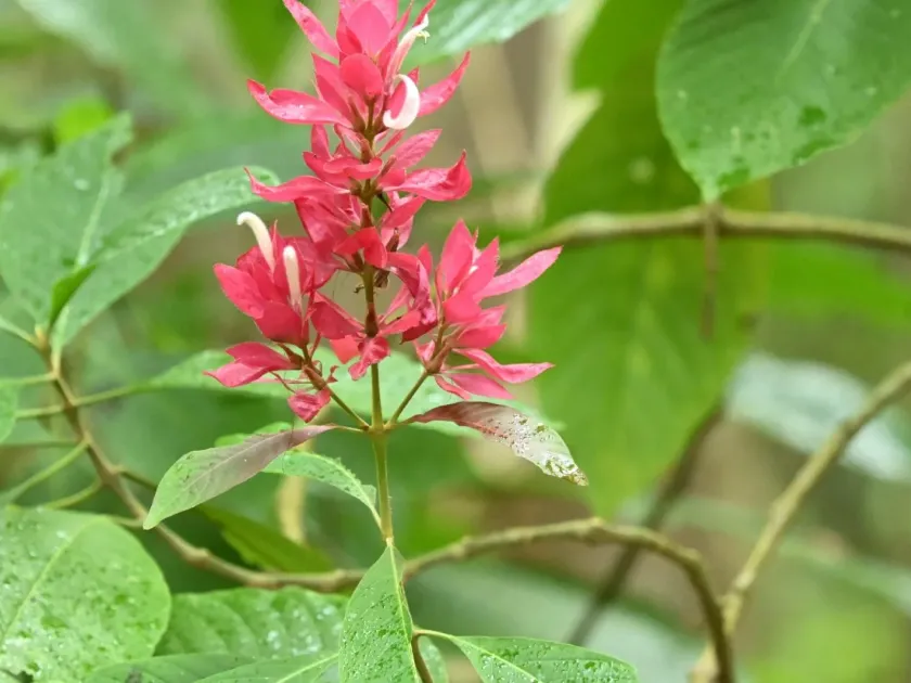 Brazilian red-cloak