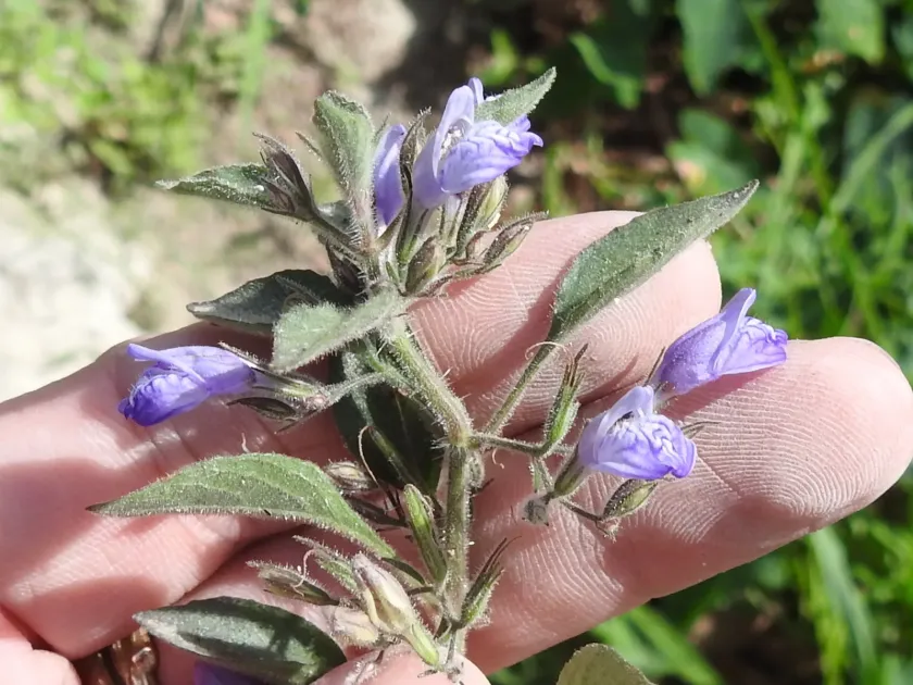 Hygrophila polysperma