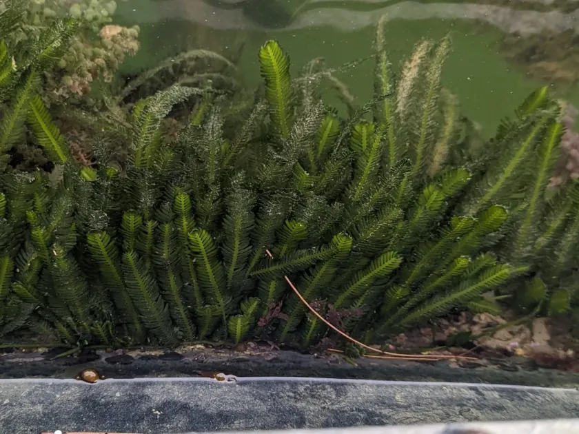 Caulerpa taxifolia