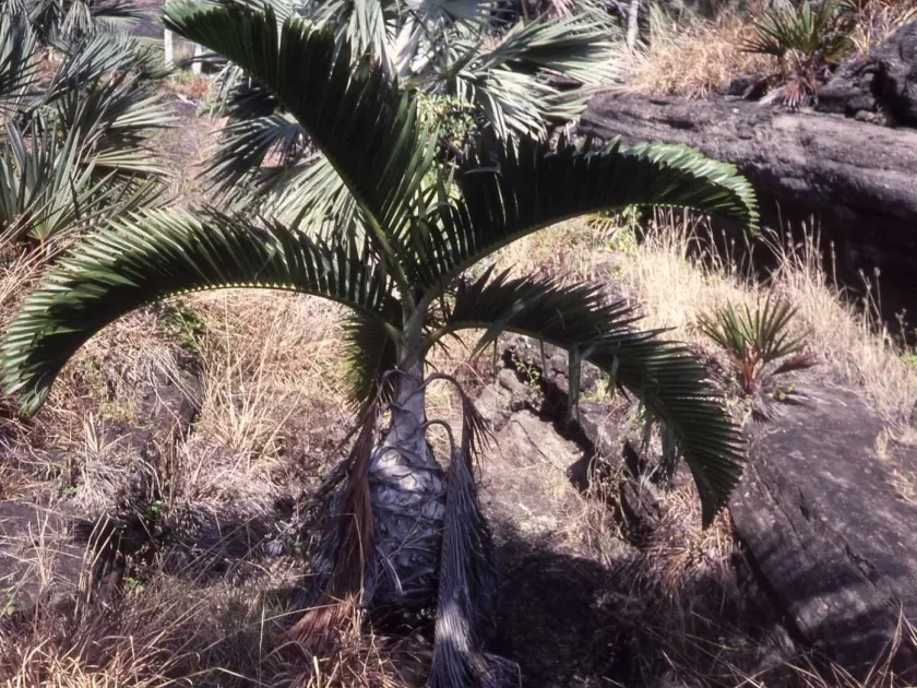 Bottle Palm