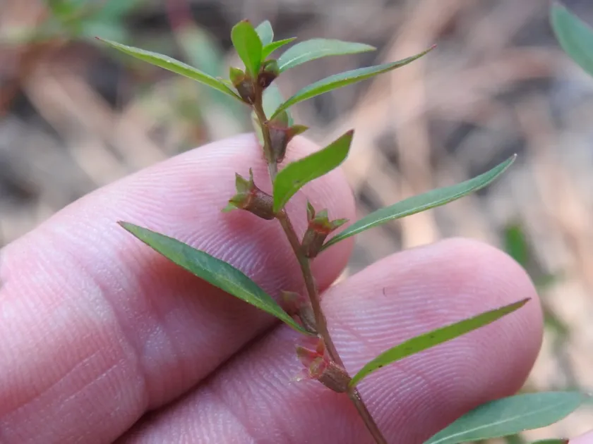 Ludwigia glandulosa