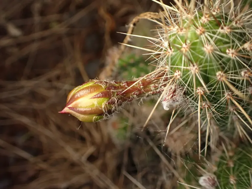 Arthrocereus glaziovii