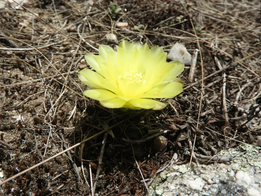 Gymnocalycium andreae