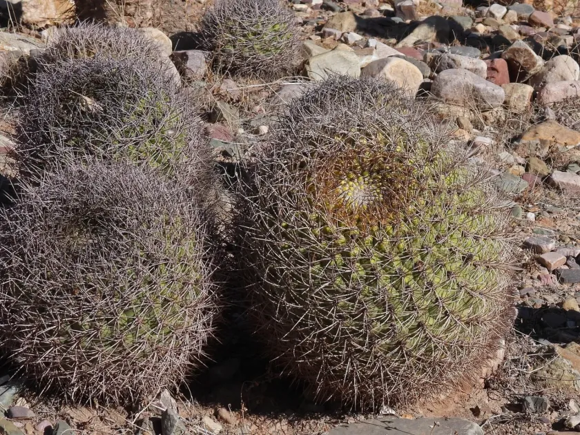 Gymnocalycium saglionis