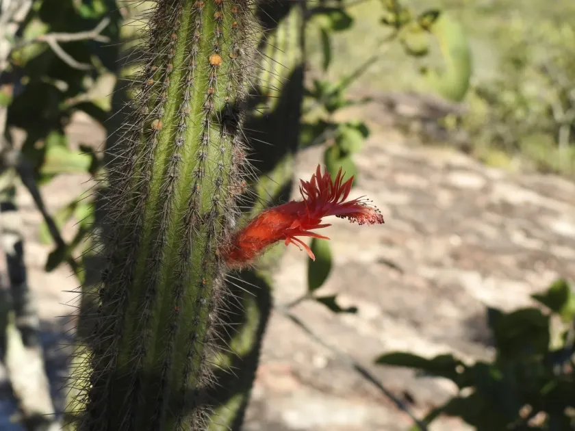 Cleistocactus samaipatanus