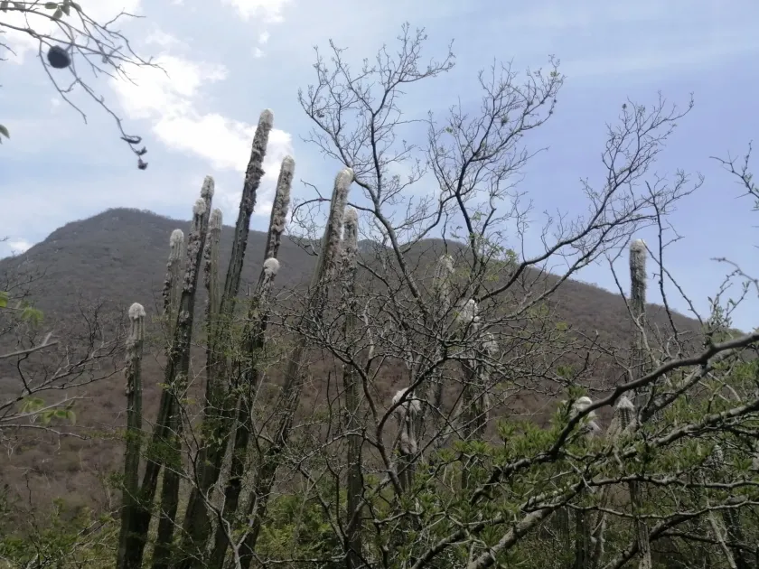 Pilosocereus leucocephalus