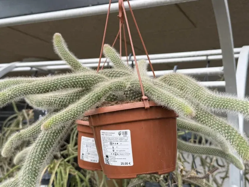 Cleistocactus brookeae