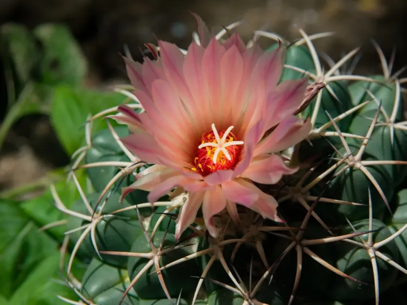 Coryphantha elephantidens