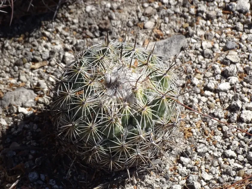 Coryphantha pallida